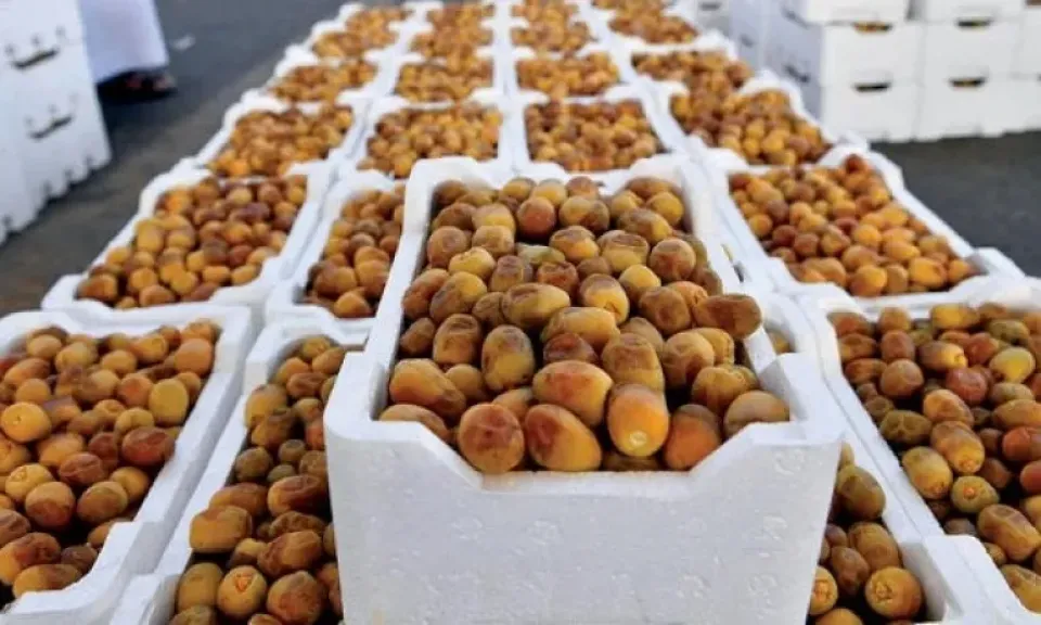 التمور المصرية في خطر بسبب ضعف التصدير