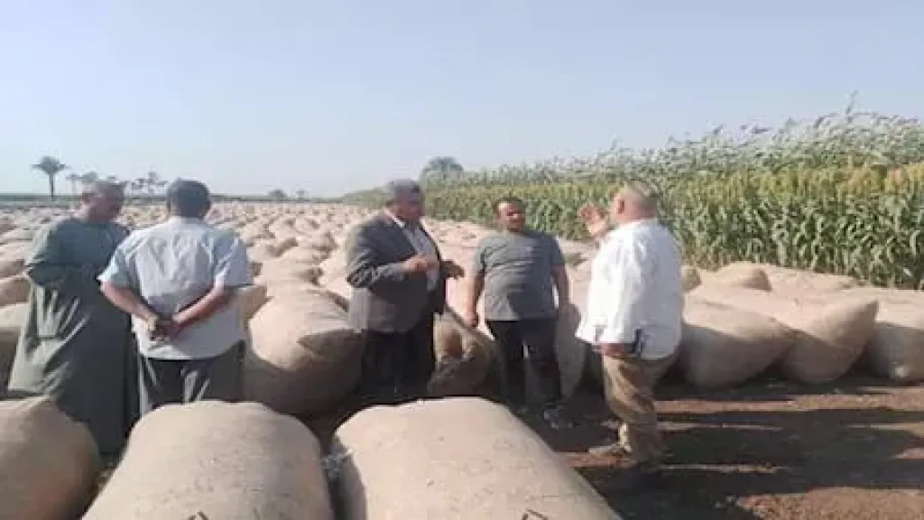 أسيوط تفتح أبوابها لاستقبال القطن الاستراتيجي
