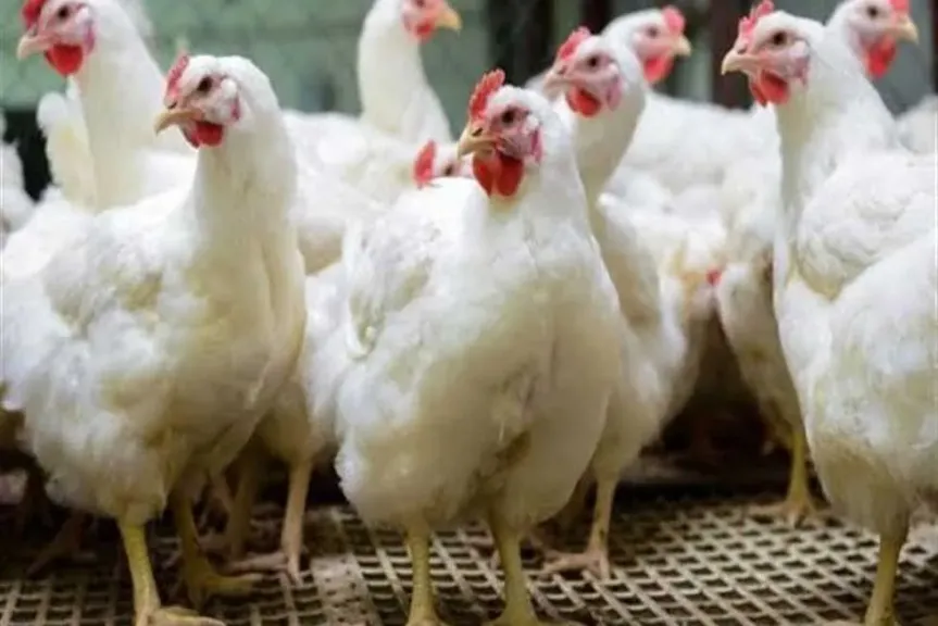 شعبة الدواجن تحذر: صغار المربيين الأكبر تضرراً