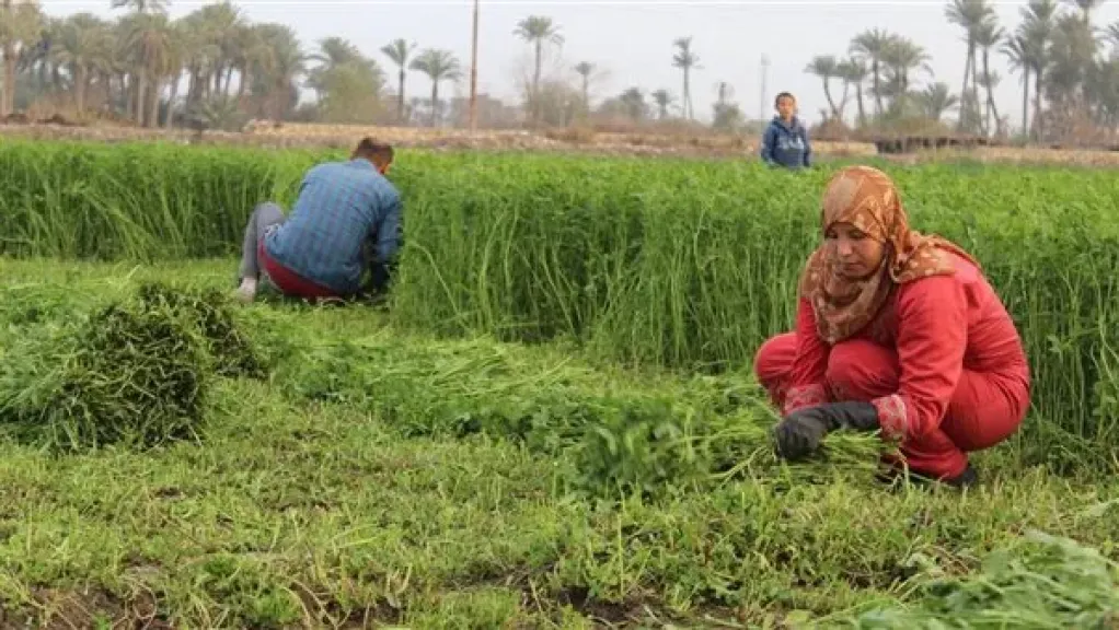 الموعد الأمثل لزراعة البرسيم لزيادة الإنتاجية