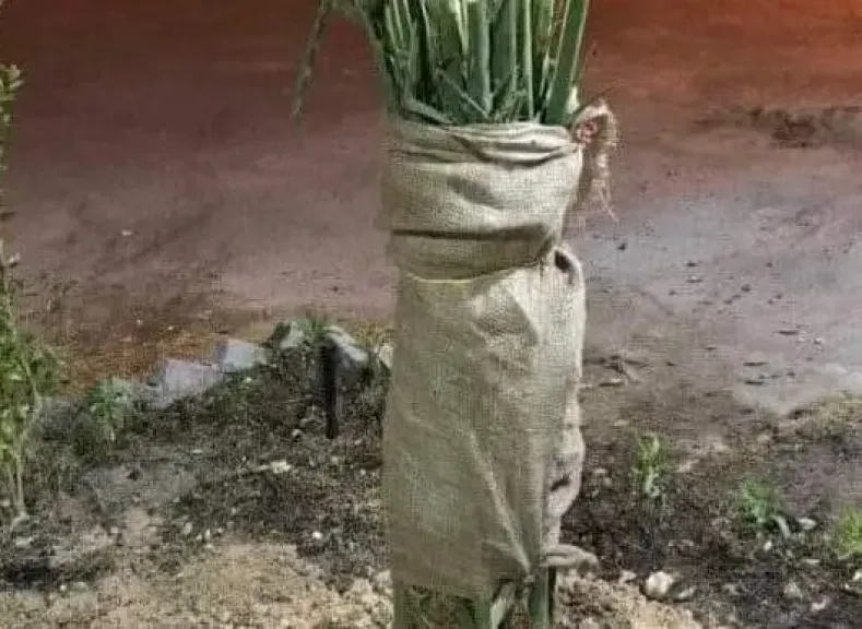 تعرف على الطريقة المثلى للف فسائل النخيل