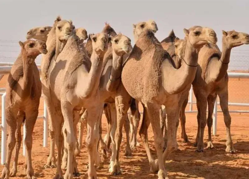 الإبل كنز بيئي واقتصادي في مواجهة التغيرات المناخية