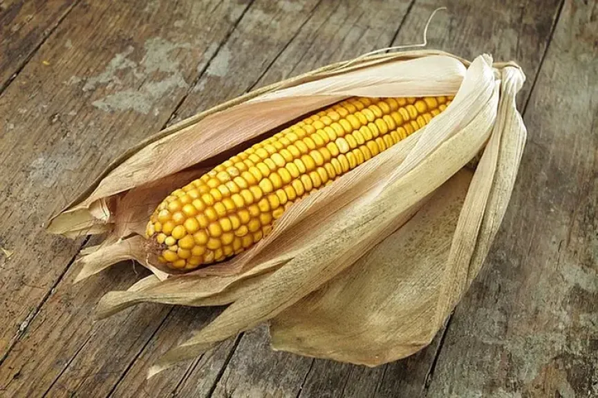 الذرة الأوكرانية قد تصل إلى 230 دولارا للطن في أكتوبر