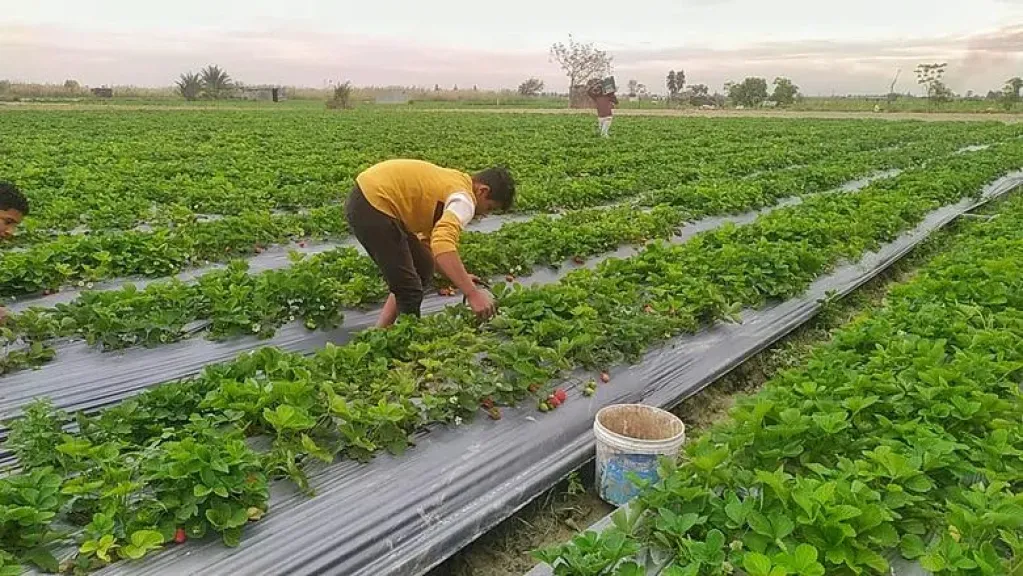 الزراعة تحذر من أمراض خريفية تهدد المحاصيل