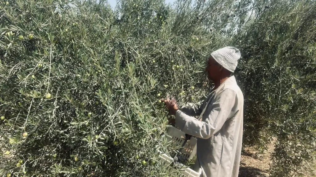روشتة عاجلة للعناية بأشجار الفاكهة والزيتون