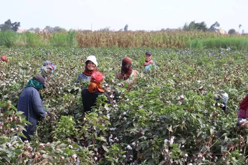 القطن طويل التيلة يفتح أبواب التصدير مجددًا