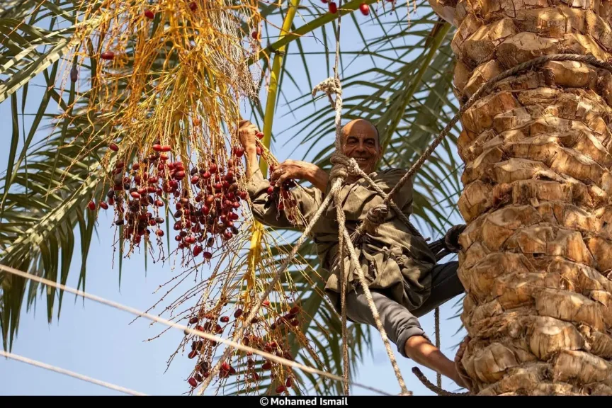 الجيزة تتصدر إنتاج التمور عالميًا.. والمرازيق نموذج للقرية المنتجة