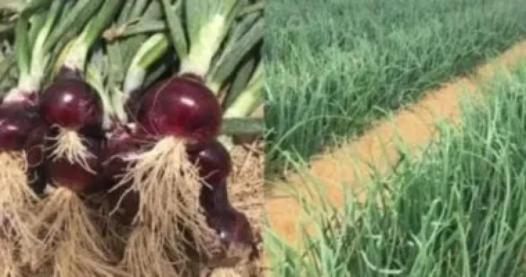 «خبير زراعي» يكشف أسرار نجاح مشتل البصل