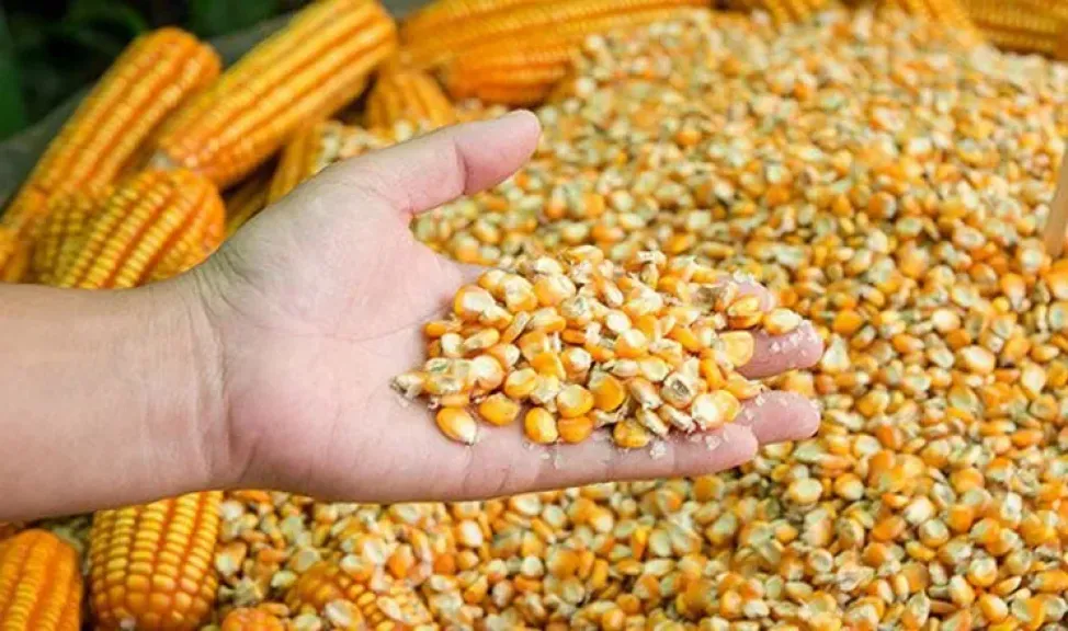 تراجع حاد في صادرات الذرة الأوكرانية خلال سبتمبر