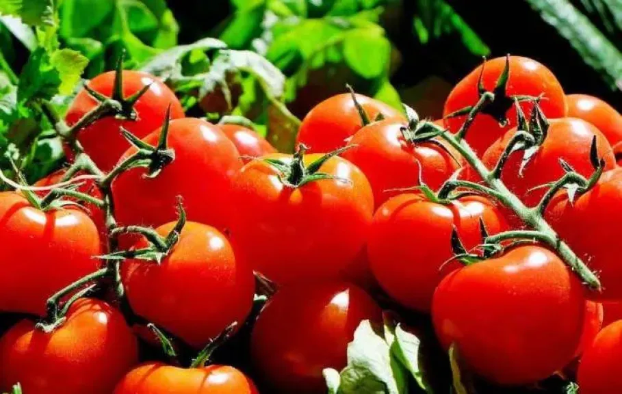 وزير الزراعة يوضح أسباب ارتفاع أسعار الطماطم