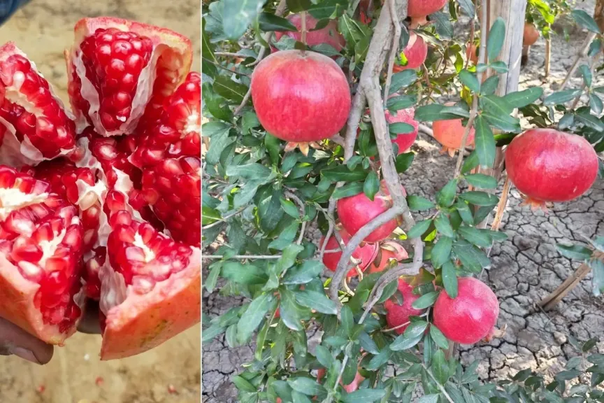 الرمان المصري يحافظ على ميزة سعرية أمام المنافسين رغم الارتفاع