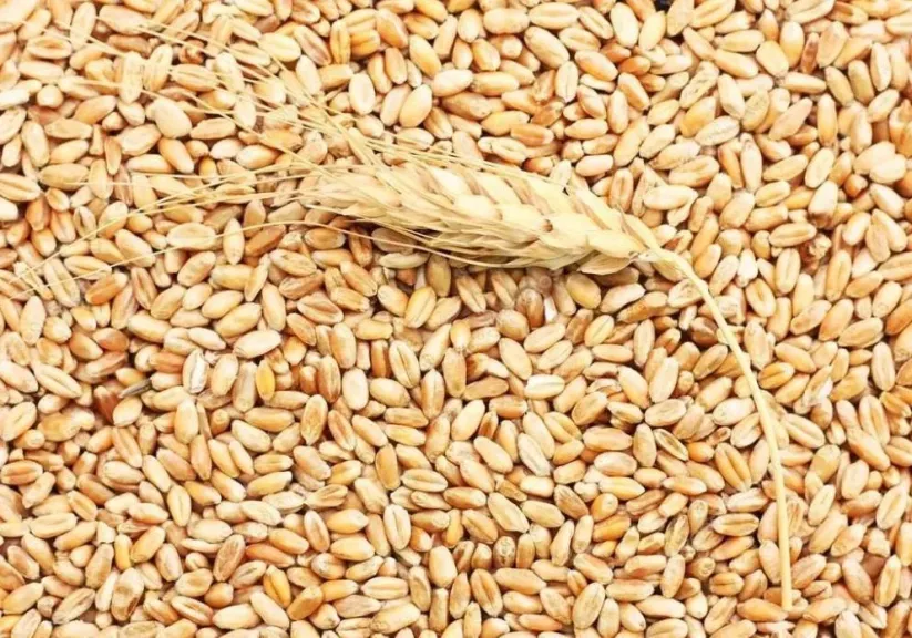 العراق يحقق فائضا تاريخيا في إنتاج القمح ويبدأ تصدير محاصيله