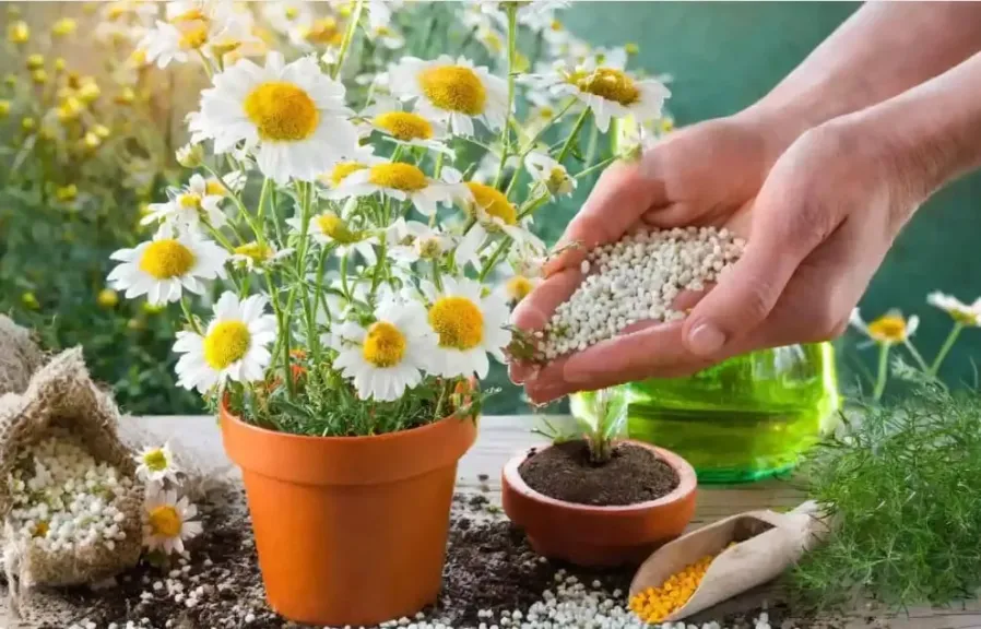 أسرار زراعة البابونج لزيادة العائد الاقتصادي