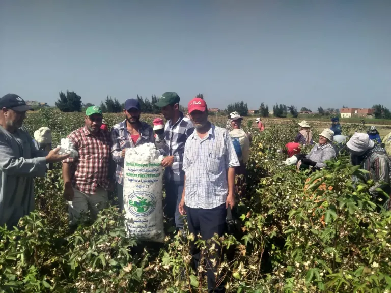 الإرشاد الزراعي يروج لأصناف قطن استراتيجية جديدة