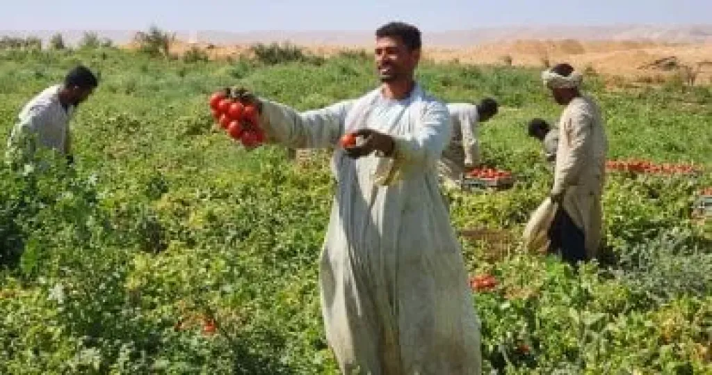 كيف تهدد التغيرات المناخية محصول الطماطم العالمي؟