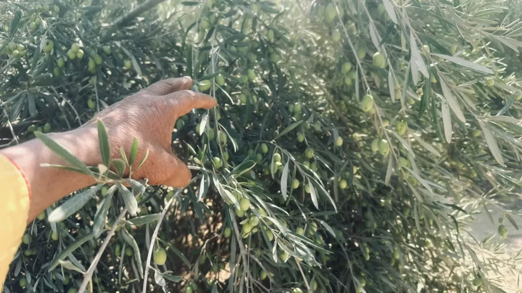 انت حر .. احم زيتونك الآن برشة ”لانيت أصلي”