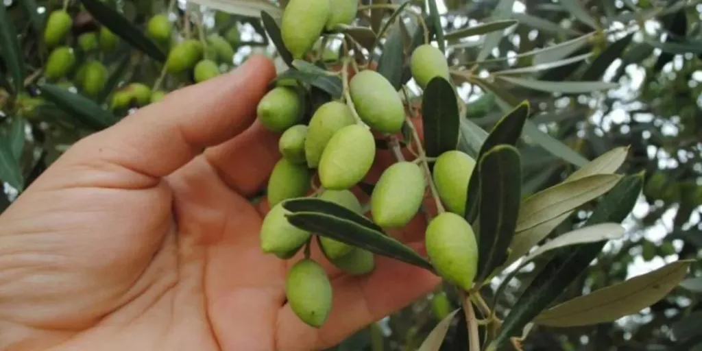 استراتيجية وطنية لتمكين صغار المزارعين من التصدير