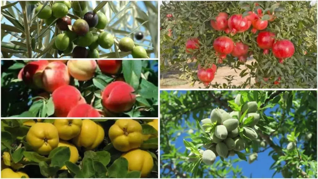 أستاذ زراعة يكشف كارثة بسبب التسميد الخاطئ