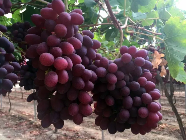 بيرو الأعلى تصديرا لعنب المائدة وسط تحولات تقودها الصين في الأسواق العالمية