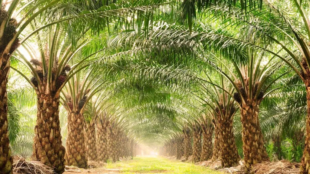 «الزراعة» تصدر توصيات عاجلة لحماية النخيل والقطن