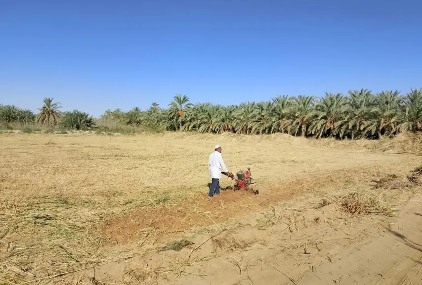 بدء جمع محصول البلح السيوي بعد إجراءات تطويرية للحفاظ على الجودة