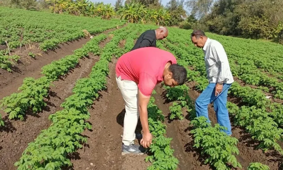 إجراءات ميدانية لحماية المحاصيل وتحقيق أعلى إنتاج