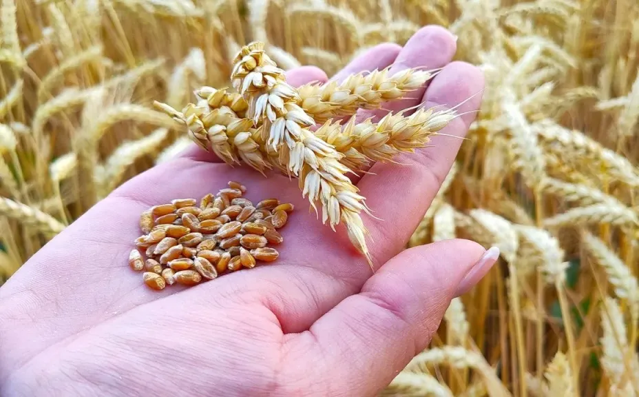 إيران تعود لاستيراد القمح من دول بحر قزوين بعد 3 سنوات من التوقف