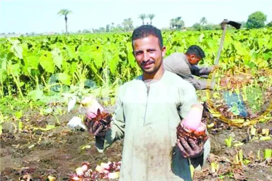 زراعة القلقاس تدخل مزارعي شنوان في نفق الخسائر