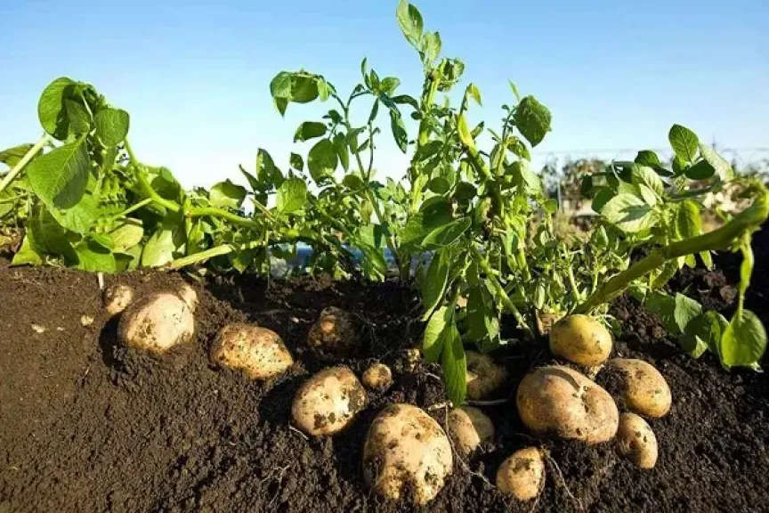 أسباب انهيار أسعار البطاطس في السوق المحلي