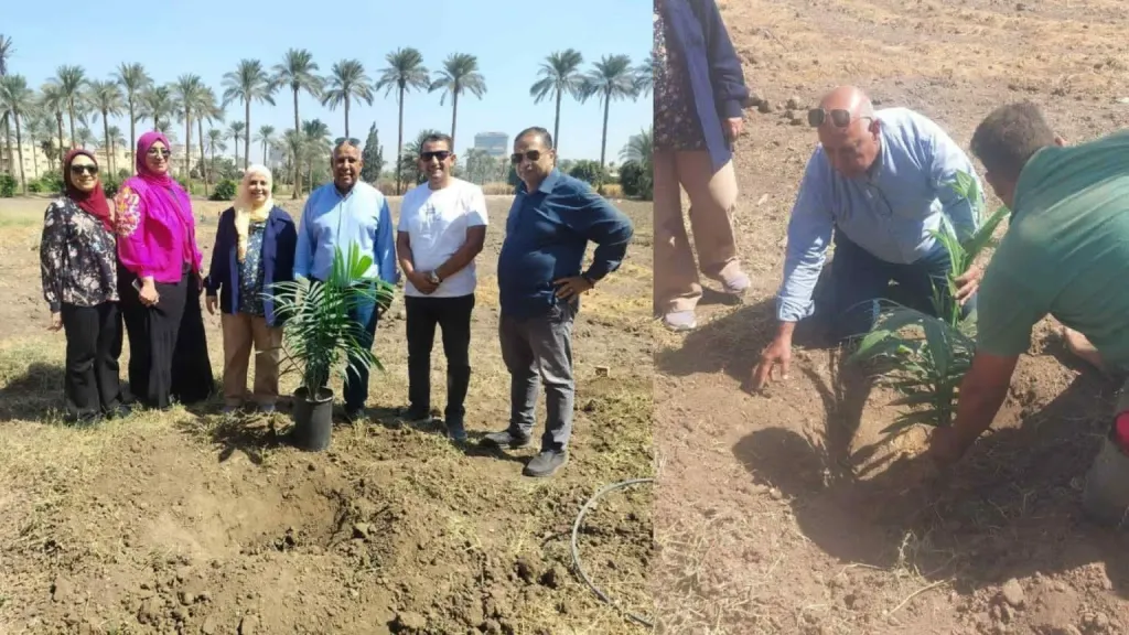 البحوث الزراعية تبدأ تجربة زراعة نخيل الزيت الجديدة