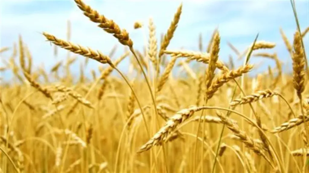 طرق حديثة لزراعة القمح بأقل التكاليف وأعلى إنتاج