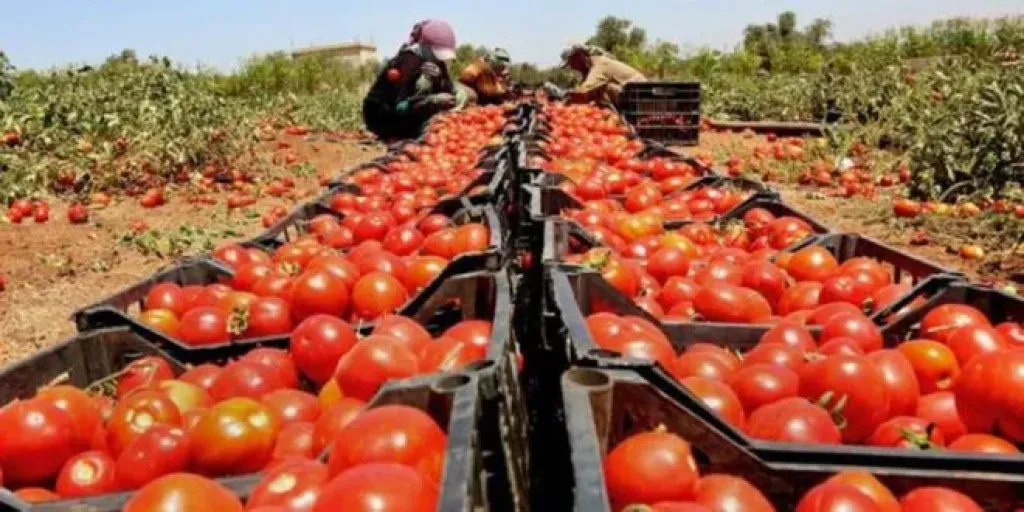 سبب مفاجئ وراء ارتفاع أسعار الطماطم