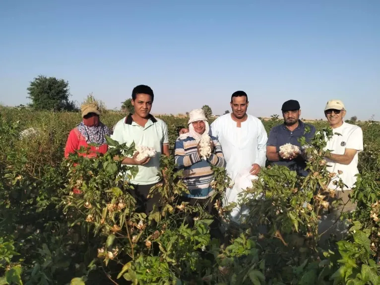 كيف ساهمت الحقول الإرشادية في تحسين إنتاج القطن؟