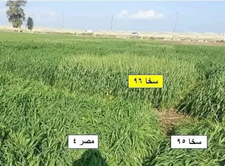 خبير زراعي يكشف الفرق بين قمح سخا 95 و 96