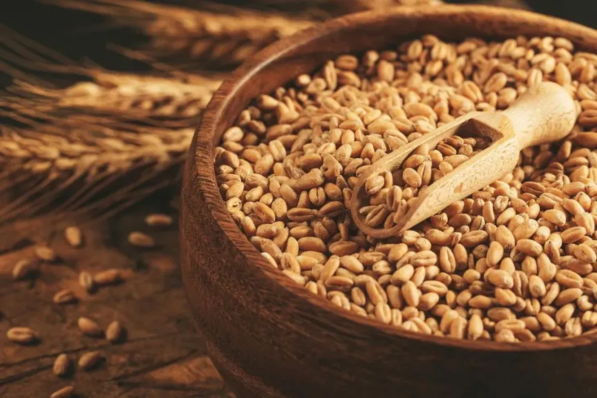 مصر تعود لاستيراد القمح من كازاخستان بعد غياب 15 عاما