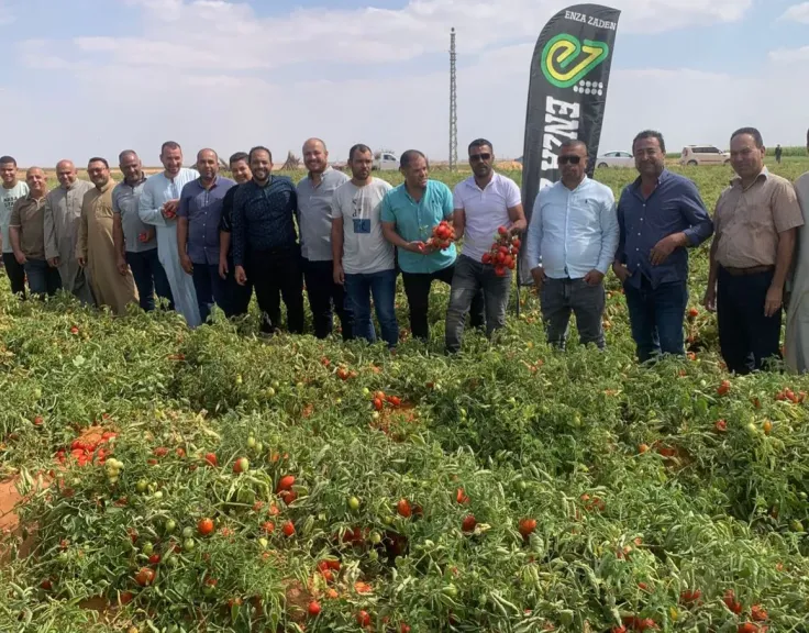 «عزيزة» الهولندية.. منافس «عنتيل» في سوق الطماطم