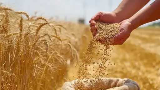 القمح في مواجهة الخطر العالمي.. هل تنجح مصر في تأمين ”الذهب الأصفر”؟