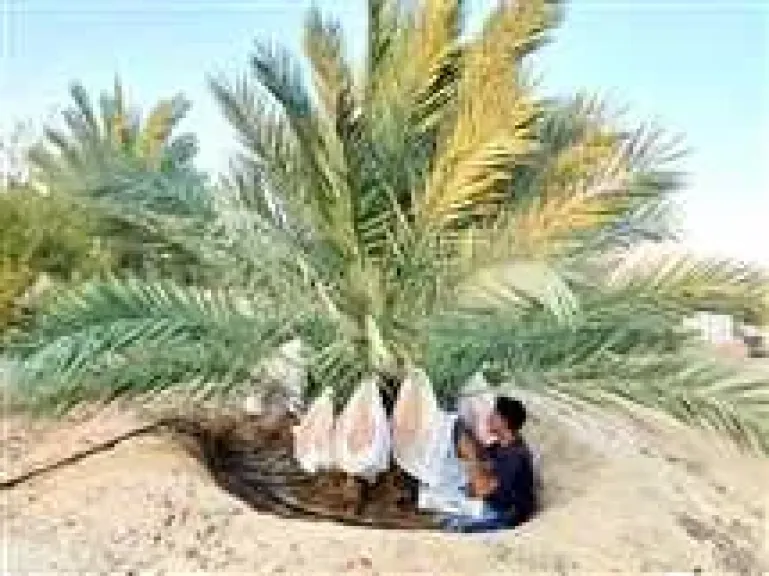 إجراءات عاجلة لحماية النخيل قبل الموسم الجديد