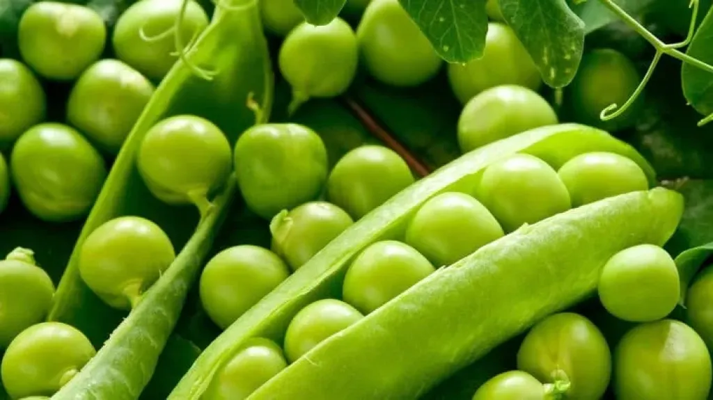توصيات ذهبية لمزارعي البسلة لزيادة الأرباح