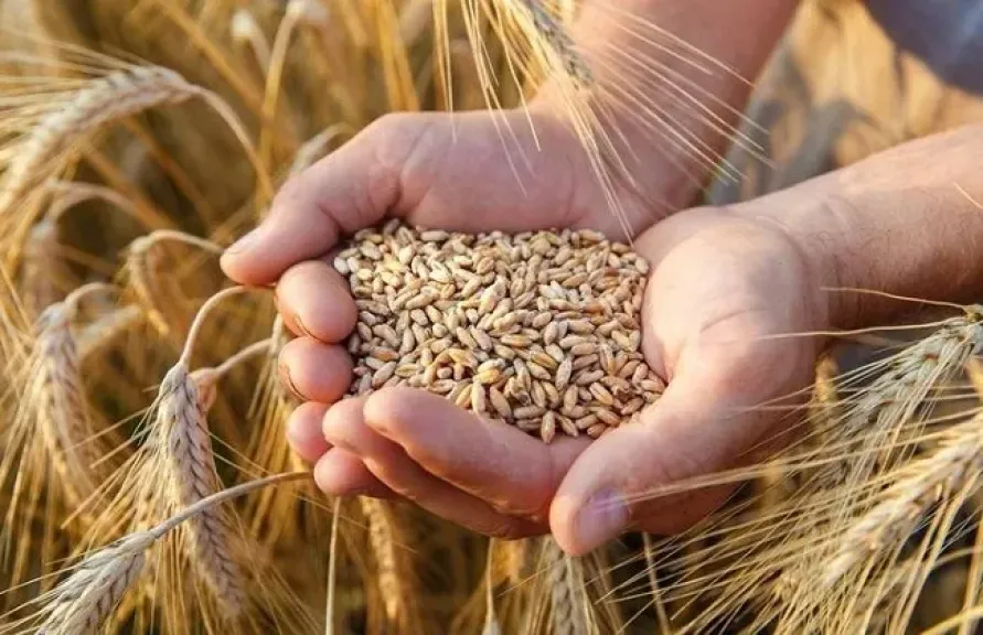 الزراعة تتوسع في القمح لتحقيق الأمن الغذائي
