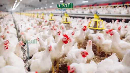 الدولة تدعم الدواجن وتفتح أبواب التصدير الجديدة