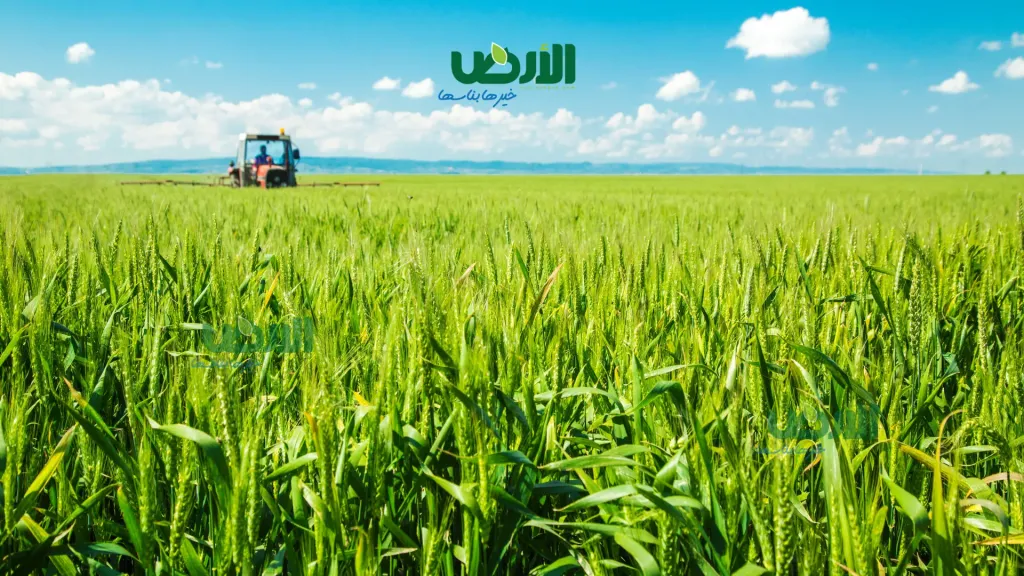 تعرف على أفضل ميعاد لزراعة القمح