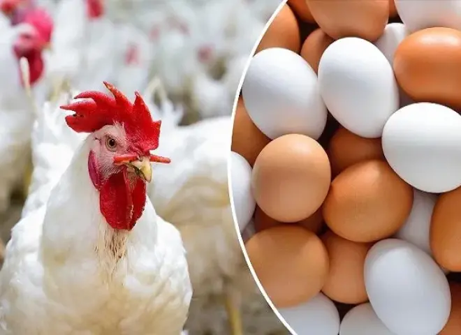 من التذبذب إلى الانخفاض.. ماذا يحدث في سوق البيض والدواجن؟
