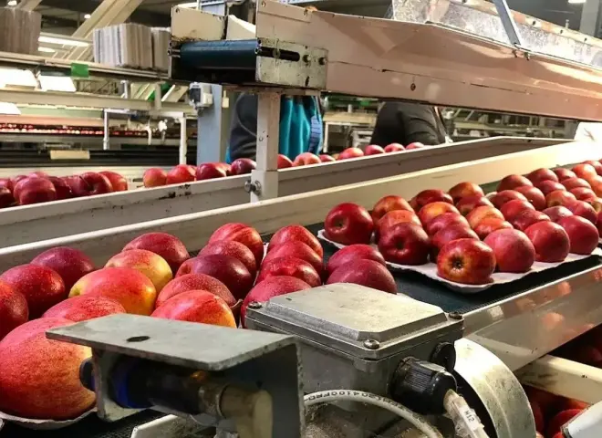 التفاح الإيطالي والبولندي يزيحان اليوناني من السوق المصرية