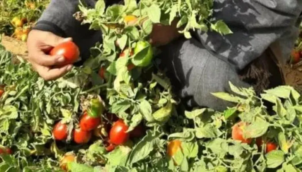 موجة حر جديدة تضرب المحاصيل وتقلق المزارعين