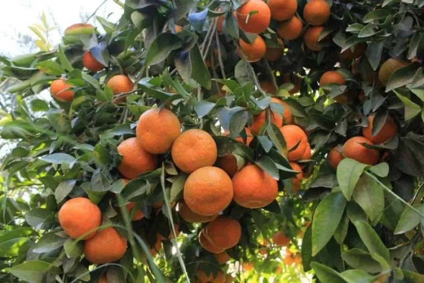 تحذيرات عاجلة للمزارعين من تقلبات جوية خطيرة
