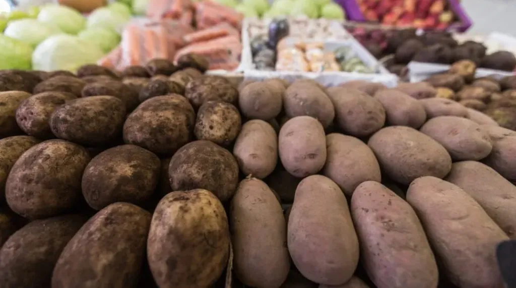 بولندا تتجه نحو موسم بطاطس قياسي بزيادة الإنتاج 15%