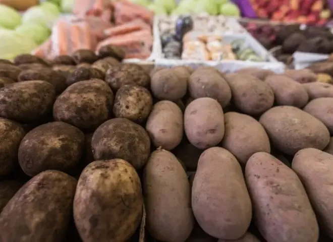 بولندا تتجه نحو موسم بطاطس قياسي بزيادة الإنتاج 15%