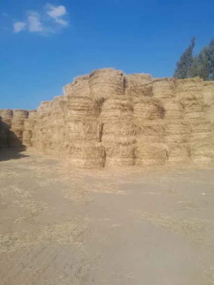 «الزراعة»: 1700 طن سماد عضوي من قش الأرز