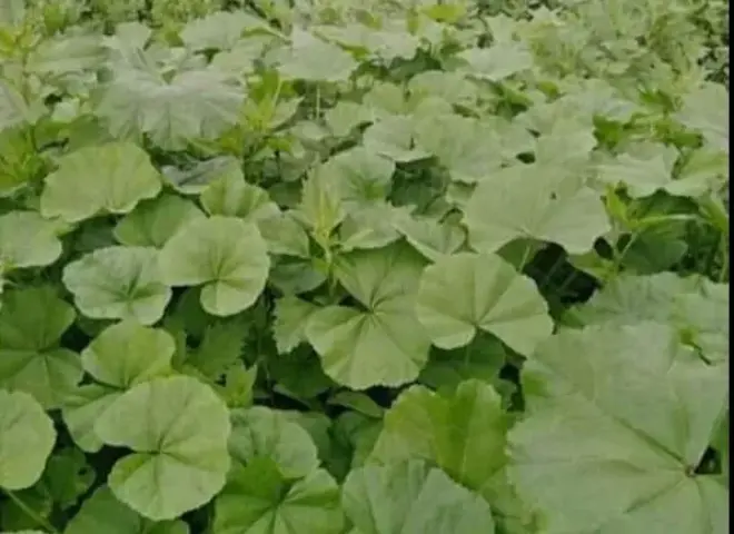 توصيات زراعية لزراعة نبات الخبيزة في الخريف توصيات زراعية لزراعة نبات الخبيزة في الخريف